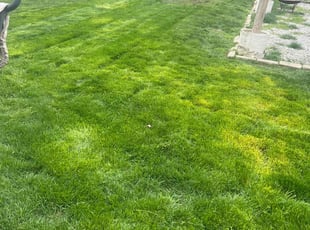 David P.'s Lawn Service service result