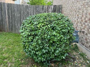 Bush Trimming by Samuel Rueda for Erika D. in Austin, TX