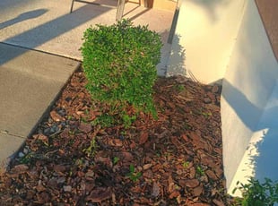 Bush Trimming by William Chavers for Corey F. in Ruskin, FL