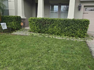 Bush Trimming by Charles wooten for Natalia P. in Clermont, FL
