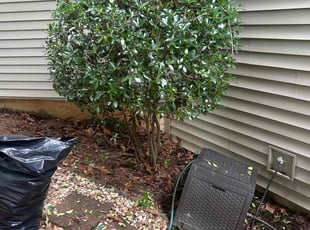 Bush Trimming by Chrishun Webber for Willie T. in Marietta, GA