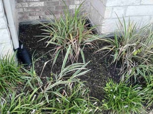 Weeding by Genesis Jordan for Jing S. in Katy, TX