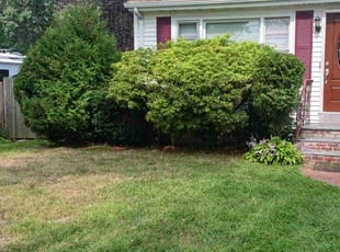 Bush Trimming by Gregory Warren for Gail B. in East Providence, RI