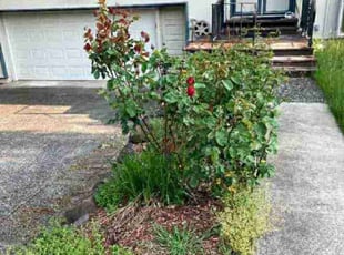 Bush Trimming by Thomas Andersen for Kenneth B. in Federal Way, WA