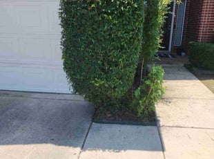 Bush Trimming by Gerome Randle for Jason M. in Mansfield, TX