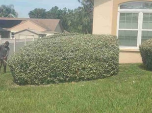 Bush Trimming by Richard Rhoden for Barbara A. in Lake Wales, FL