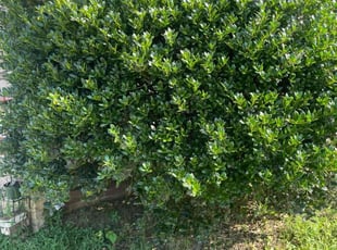 Bush Trimming by Brian Moreland for Honorine F. in Fort Washington, MD