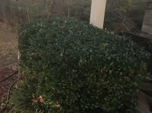 Bush Trimming by Juan Uribe for Yolanda M. in Dallas, TX