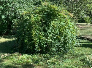 Bush Trimming by Shelby McIntire for Monicoter O. in Indianapolis, IN