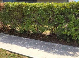 Bush Trimming by Cory Fennell for Kelly S. in Austin, TX