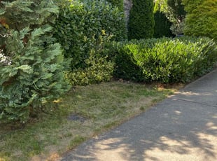 Bush Trimming by Keith Baker for Leah G. in Sammamish, WA