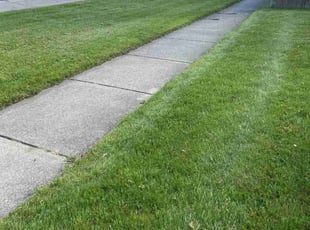 Monique L.'s Yard Cutting service result