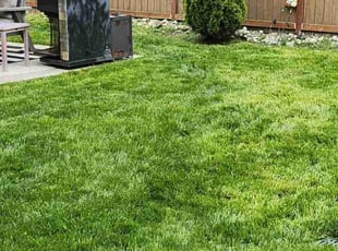 Alyssa M.'s Grass Cutting service result