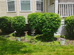 Bush Trimming by Ebonisha Thomas for Michelle N. in Rochester, NY