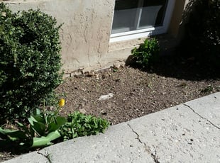 Leaf Removal by Ricardo Alanis for Catherine H. in Salt Lake City, UT
