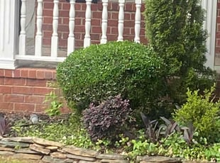 Bush Trimming by Richard Carpenter for Aurora V. in Evans, GA