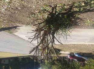 Bush Trimming by James Buchanan for Racheal Y. in Independence, MO