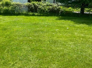 Angeline E.'s Lawn Mowing service result