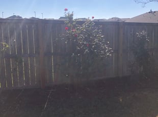 Bush Trimming by Hector Espinosa for Julie L. in Buda, TX