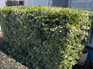 Bush Trimming by Bernardo Barrios SΓ‘nchez for Marcus H. in San Jose, CA