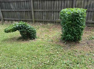 Bush Trimming by Steven Moreira for tanikia a. in Virginia Beach, VA