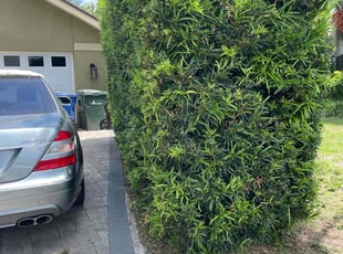 Bush Trimming by Ben Conlon for Toni S. in Sarasota, FL