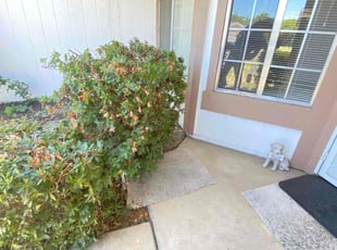 Bush Trimming by Uriel Aldrete for Christopher L. in Sacramento, CA