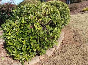 Bush Trimming by Enrique Juarez for Charles H. in Canton, GA