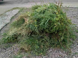 Weeding by Wali Bowlds for Dom E. in Colorado Springs, CO