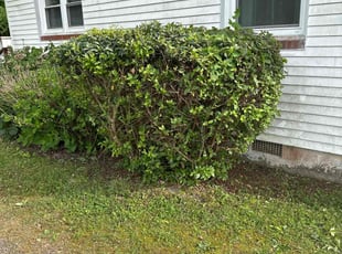 Bush Trimming by Kenneth Dryden for Michael O. in Gloucester, VA