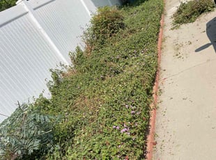Bush Trimming by Carlos Reyna for Sarah L. in Riverside, CA
