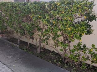 Bush Trimming by Anthony Vasquez for Henry Y. in San Jose, CA