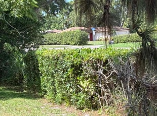 Bush Trimming by Jacob Thompson for Fred C. in Clearwater, FL