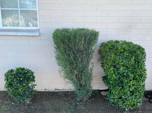 Bush Trimming by Isabel Martinez for Christopher A. in Phoenix, AZ