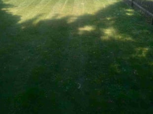 Bryan H.'s Lawn Maintenance service result
