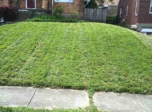 KingβHassan T.'s Lawn Care service result