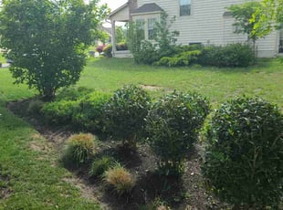 Bush Trimming by Jose Gonzalez for Angela F. in White Plains, MD