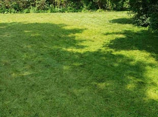 Jasmine B.'s Lawn Mowing service result