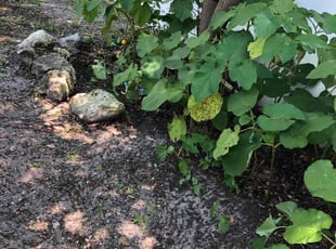 Leaf Removal by Leeandra Terry for Kelley F. in Tampa, FL