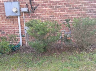 Bush Trimming by Douglas McClelland for Veronica M. in Pelham, AL