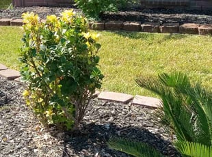 Bush Trimming by Alexis Perez for Nicholas N. in Cypress, TX