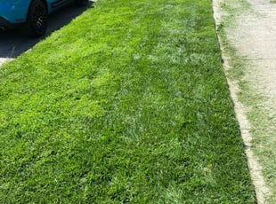 Erin J.'s Lawn Mowing service result
