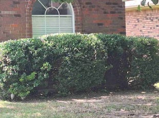 Bush Trimming by Jason George for Marian D. in Keller, TX