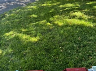 David S.'s Lawn Maintenance service result