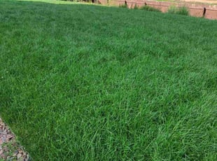 Cindy E.'s Lawn Mowing service result