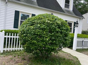 Bush Trimming by Ruben Fox for Jorge T. in Hartford, CT