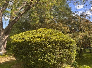 Bush Trimming by Robert Cain for Maureen B. in Farmington, MI