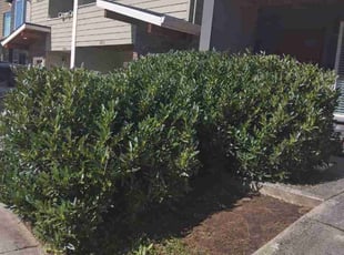 Bush Trimming by Robert Marsico for John H. in Vancouver, WA