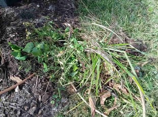 Weeding by Christopher Lippens for Patricia B. in Daytona Beach, FL
