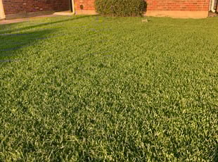 Bush Trimming by Nathan Simpkins for Kantrelle S. in New Orleans, LA